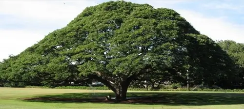 Эбеновое дерево