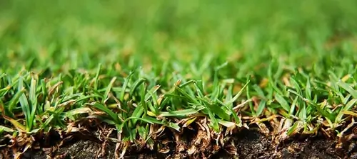 Трава Уимблдона